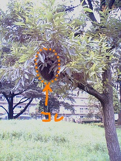 06071611.jpg
