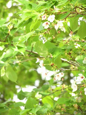 07042109-1.jpg