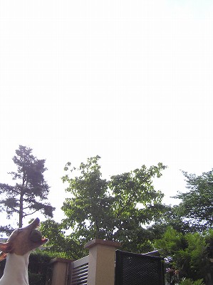 07060409.jpg