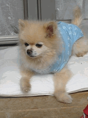 070716katsu.gif