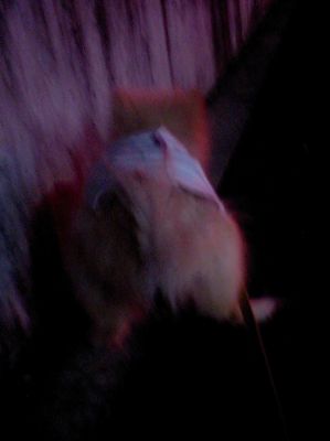 07081303.jpg