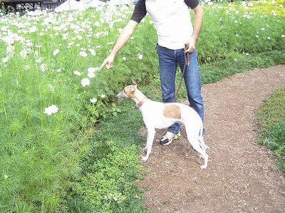 071006anime.gif