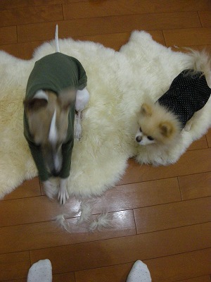 08012702.jpg