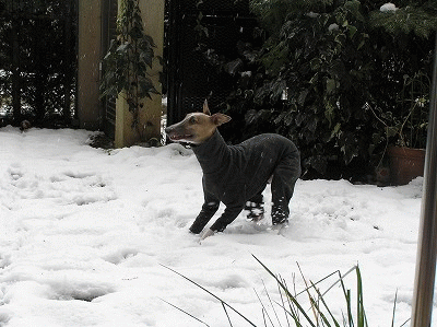 080203y.GIF