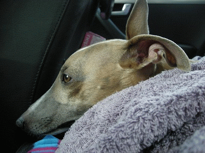 080405y.gif