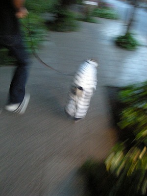 08050606.jpg