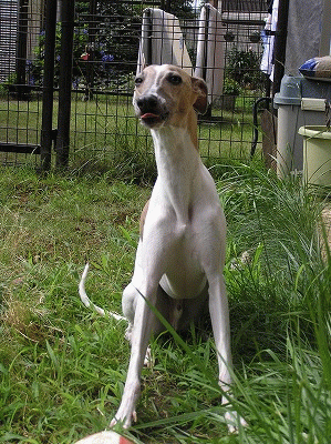 080709yukio.gif