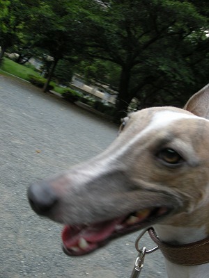 08080901.jpg