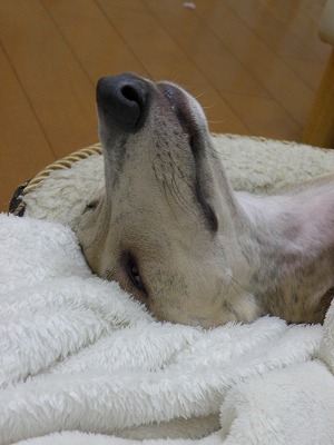 10030803.jpg