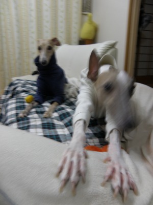10103003.jpg