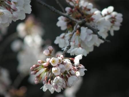 2012040805.jpg