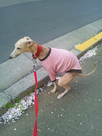 2012041303.jpg