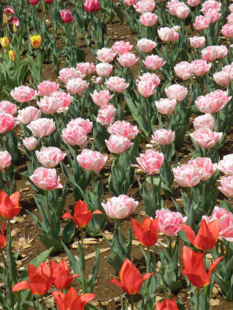 2012041505.jpg