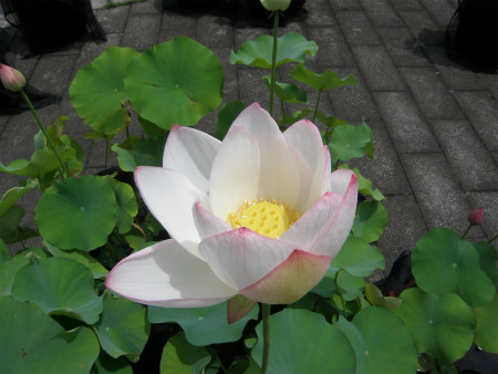 2012071401.jpg
