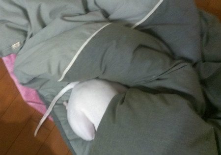 2013032901.jpg