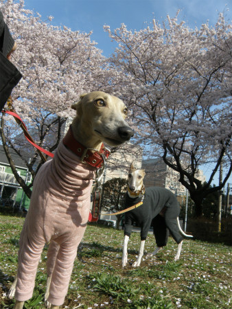 2013040101.jpg