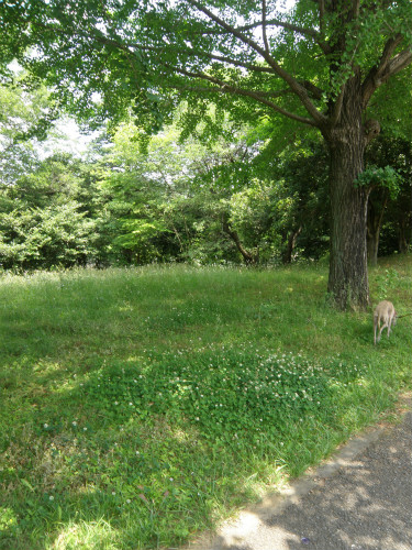 2013052602.jpg