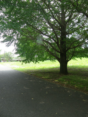 2013063002.jpg