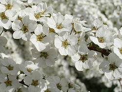 250px-Spiraea_thunbergii2.jpg